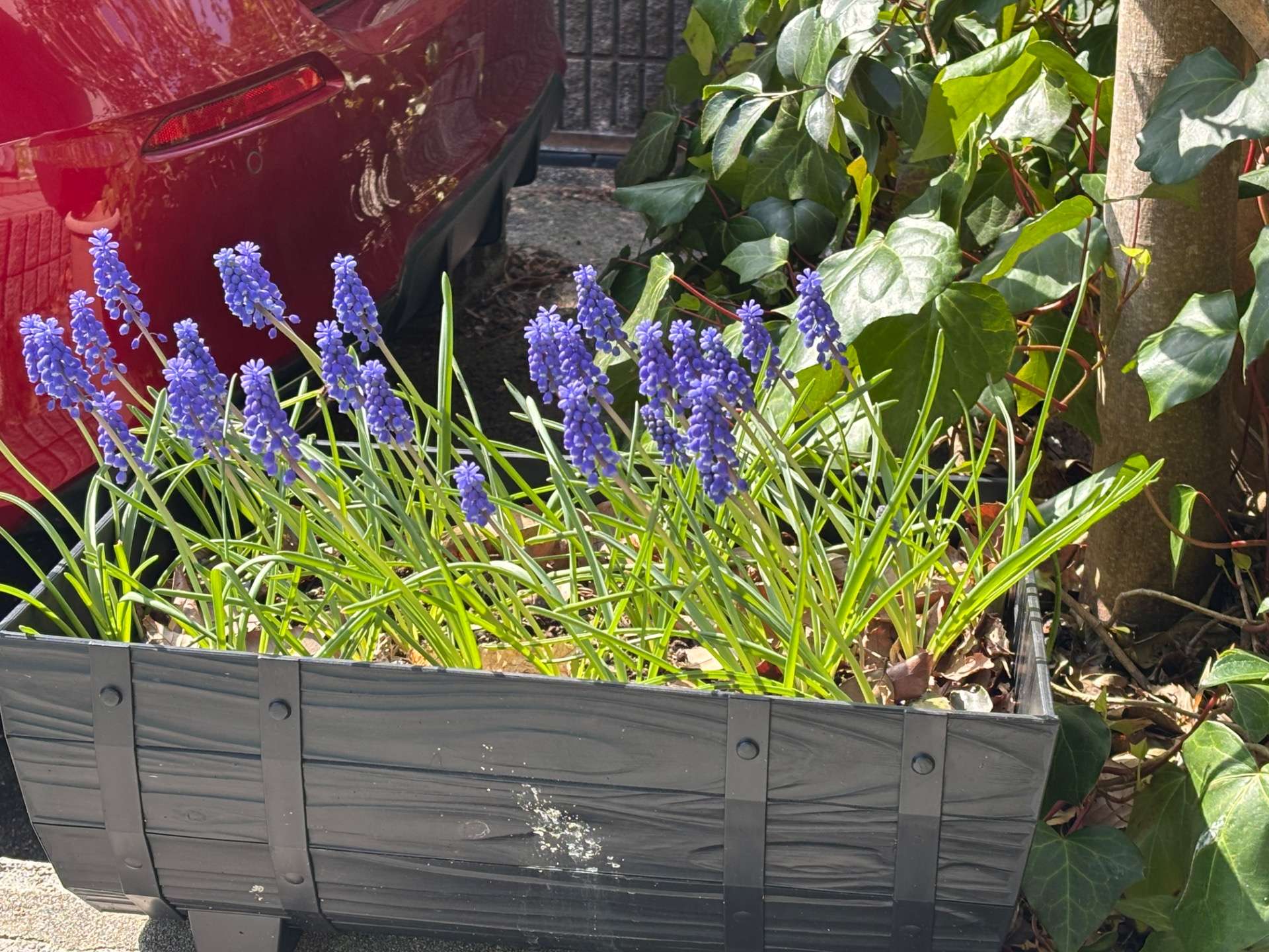 肩こり首こりの方のご来店が増えています。